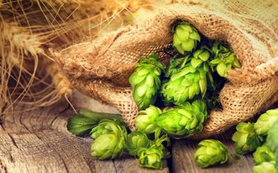 The Great Hops Debate